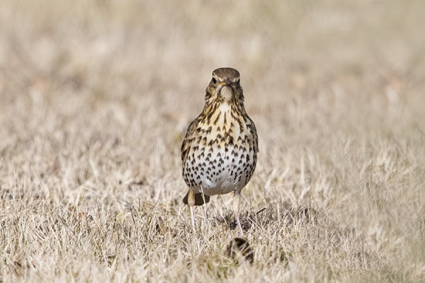 TAVALLISTA AIEMMIN SAAPUI EKA AALTO PUNAKYLKIÄ JA LAUROJA