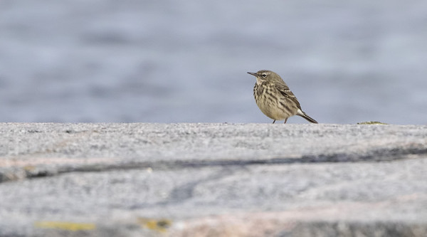 luotokirvinen_01_Korppoo_03_17