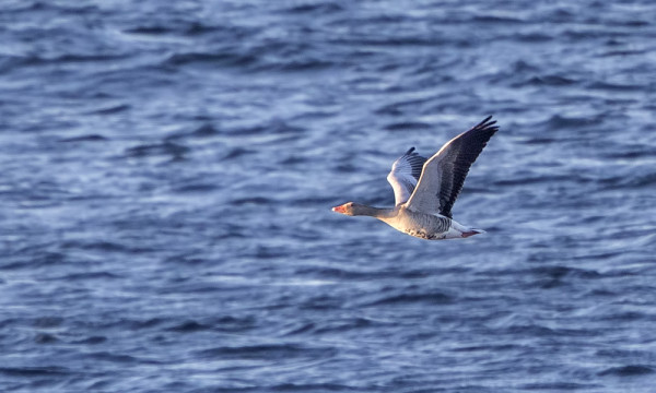 MERIHANHI LENTELI MAJAKAN EDUSTALLA