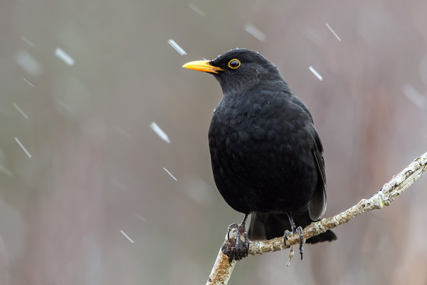 MUSTARASTAITA ON JO SAAPUNUT MUUTOLLA MUUTAMA YKSILÖ