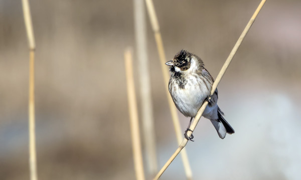 PAJUSIRKKUJA ON JO PÄIVITTÄIN
