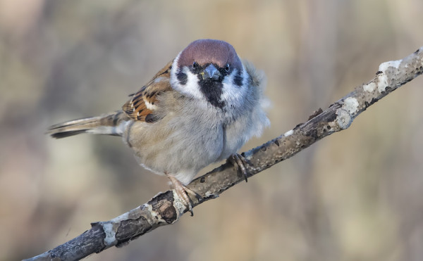 KAKSI PIKKUVARPUSTA ON TALVEHTINUT SAARESSA - SAA NÄHDÄ JÄÄVÄTKÖ PESIMÄÄNKIN