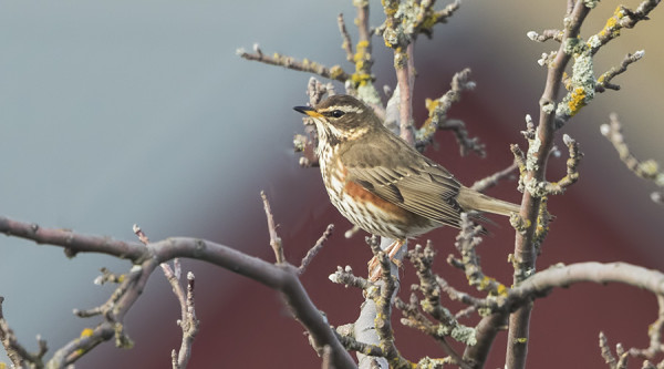 punakylkirastas_01_Korppoo_03_17