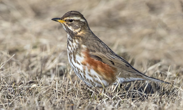 PUNAKYLKIRASTAITA ON JO PÄIVITTÄIN