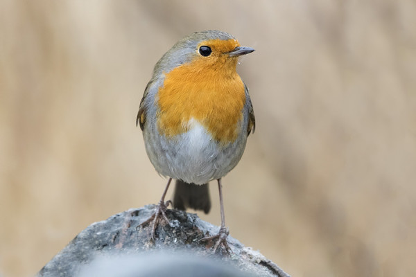 PUNARINTOJEN MUUTTO ON KÄYNNISSÄ