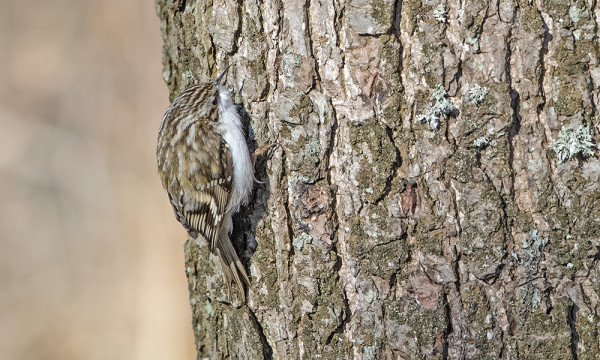 PUUKIIPIJÖIDEN KEVÄTMUUTTO ALKOI