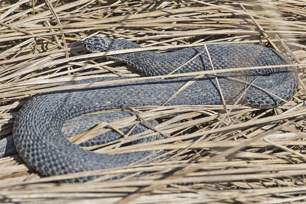 TÄNÄÄN NÄKYI KOLME RANTAKÄÄRMETTÄ - TÄMÄ YKSILÖ ON VIELÄ SAVEN VÄRJÄÄMÄ TULTUAAN JUURI TALVIKOLOSTAAN LÄMMITTELEMÄÄN