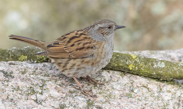 EKAT RAUTIAISET LÖYTYIVÄT MEIDÄN SAUNAN KULMILTA