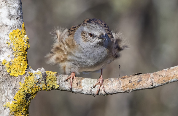 TUULI PÖRRÖTTÄÄ RAUTIAISEN HÖYHENIÄ