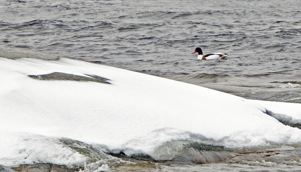 RISTISORSA LUMEN KESKELLÄ