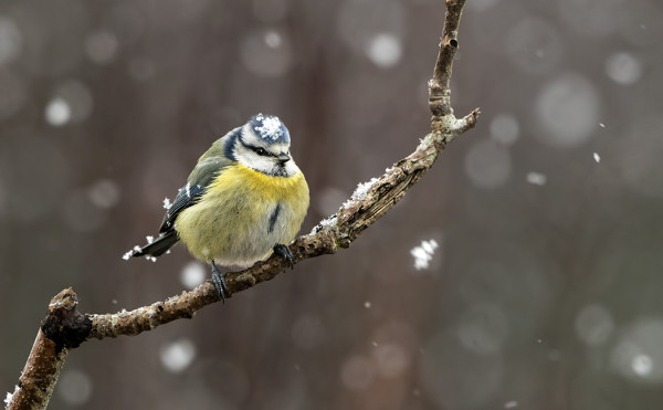 SINITIAINEN SAI RÄNTÄSADETTA PÄÄLLEEN