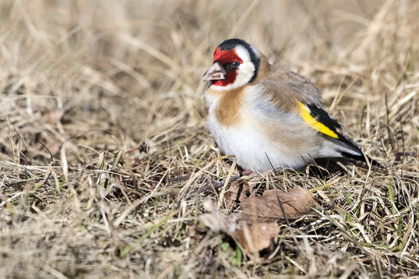 TIKLI OLI SAAPUNUT MUUTTOMATKALTA