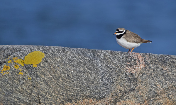 TOINEN ITÄRANNAN TYLLEISTÄ
