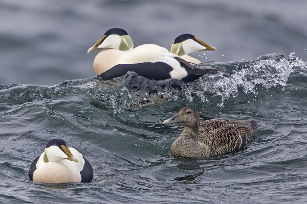 HAAHKOJA ON SAAREN YMPÄRILLÄ VAJAA TUHAT, VÄHEMMÄN KUIN AIEMPINA VUOSINA