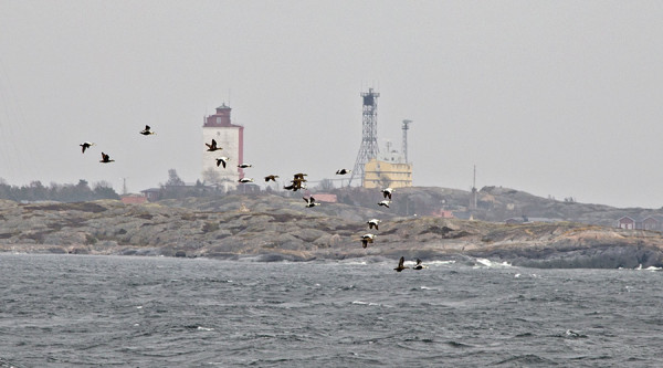HAAHKOJA LENTELEE UTÖN EDUSTALLA (Kuva: Outi Sarjakoski)