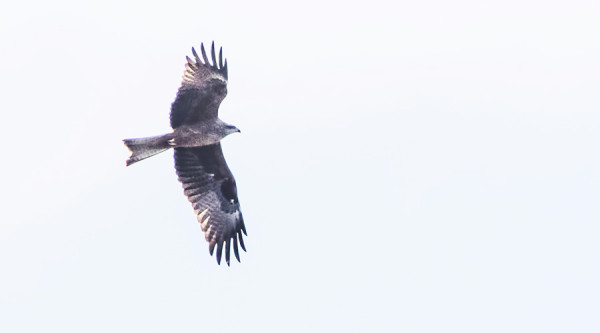 HAARAHAUKKA PYÖRÄHTI TÄNÄÄN SAARESSA