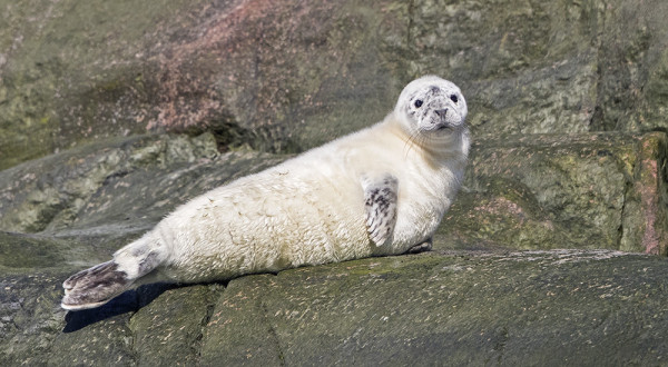 KUUTTI LILLHARUNILLA