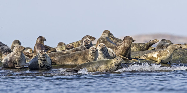 HARMAAHYLKEITÄ RIITTÄÄ!