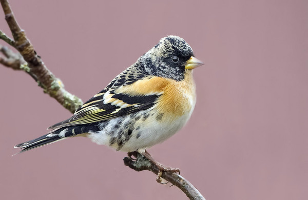 JÄRRIPEIPPO POSEERAA