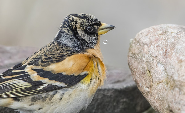 JÄRRIPEIPOLLA ON JANO