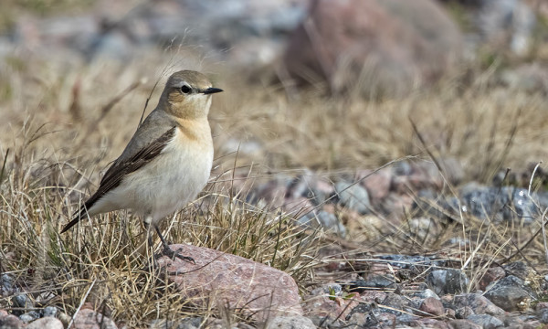 VASTA KEVÄÄN TOINEN KIVITASKU