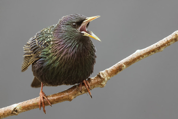 KOTTARAISET OVAT NYT ÄÄNEKKÄITÄ