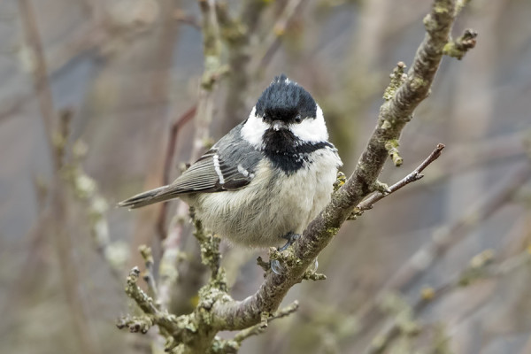 KUUSITIAINEN ILMESTYI SAAREEN