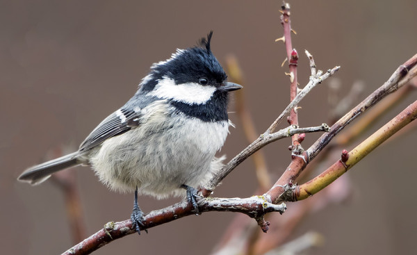 MUUTAMIA KUUSITIAISIA ON NÄKYNYT