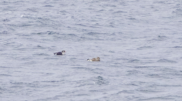 DOKUMENTTIKUVA 2kv KOIRAS KYHMYHAAHKASTA