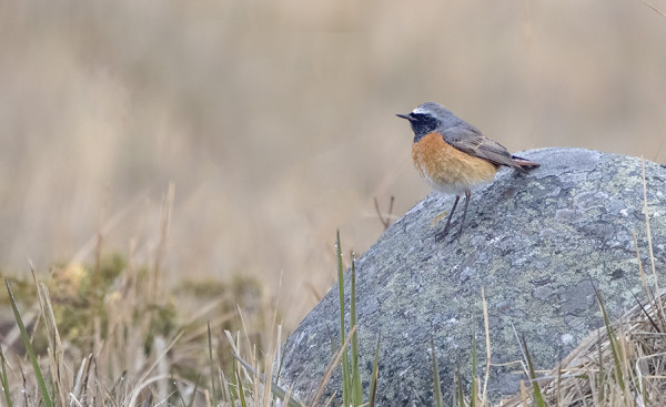 KEVÄÄN EKA LEPPÄLINTU
