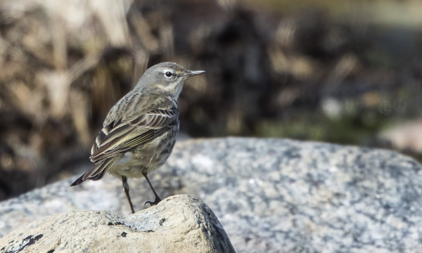 LUOTOKIRVISIÄ ON TÄNÄ KEVÄÄNÄ TAVALLISTA ENEMMÄN