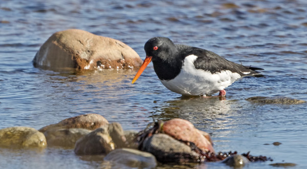 MERIHARAKAT HAKEUTUVAT JO REVIIREILLEEN