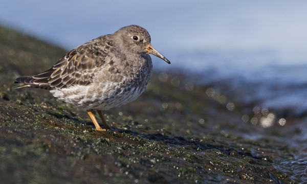 MERISIRREJÄ ULKOMERELLÄ, OSA JO SULKIMASSA KESÄPUKUUN