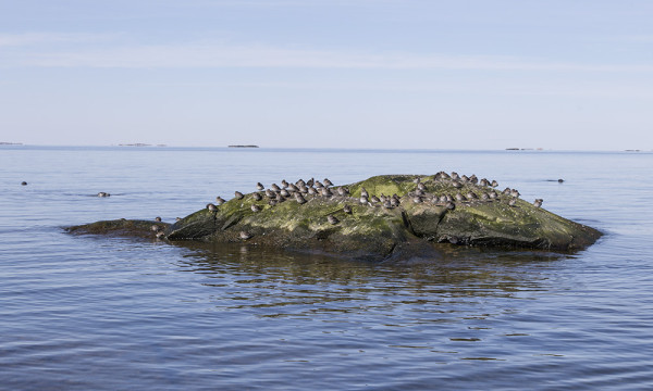 merisirri_06_Korppoo_04_17