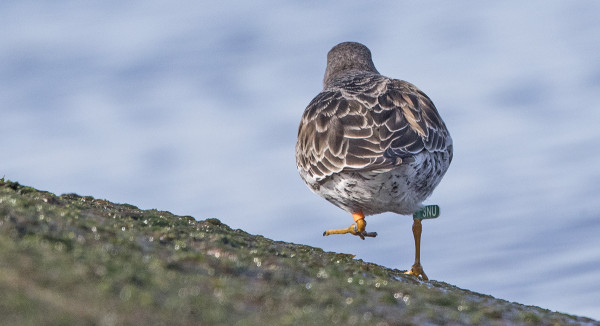 merisirri_19042017_jtenovuo