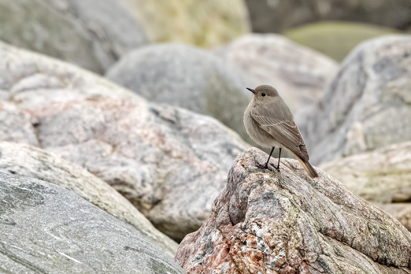VUODEN ENSIMMÄINEN MUSTALEPPÄLINTU SAAPUI VARSIN MYÖHÄÄN
