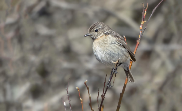 TÄMÄN PÄIVÄN RARI - MUSTAPÄÄTASKU - ON LÄHES JOKAVUOTINEN VIERAS UTÖSSÄ
