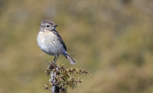 MUSTAPÄÄTASKU VIIHTYI EDELLEEN SAARESSA, LENTOKUVA VÄHÄN EPÄTARKKA MUTTA TUO TUNTOMERKKEJÄ ESIIN