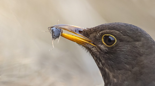 MUUUTTAVA MUSTARASTAS ON NÄLKÄINEN