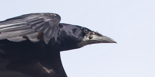 MUSTAVARIKSIA ON TÄNÄ KEVÄÄNÄ OLLUT YLLÄTTÄVÄN MONTA