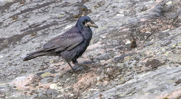 MYÖS MUSTAVARIKSIA ON EDELLEEN SAARESSA