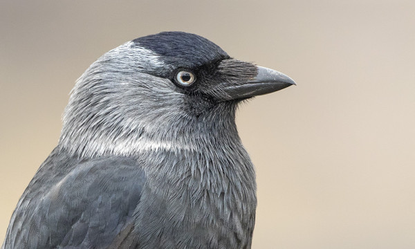 MUUTTAVIA NAAKKOJA ON OLLUT USEINA PÄIVINÄ