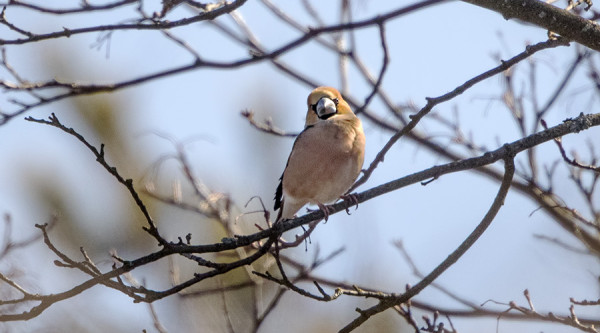 nokkavarpunen_01_Korppoo_04_17