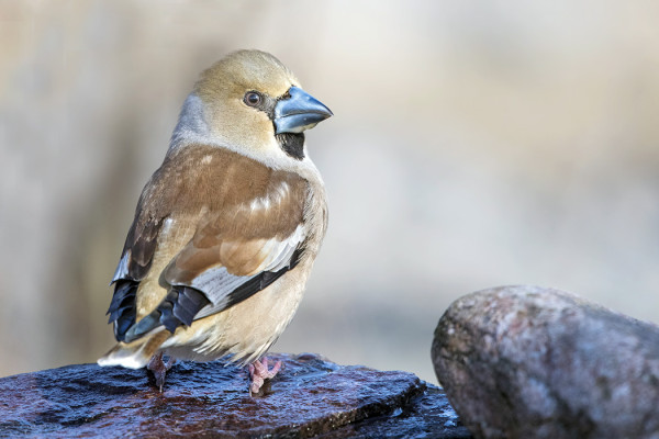 NAARAS NOKKAVARPUNEN VIERAILI MEIDÄN SAUNALLA