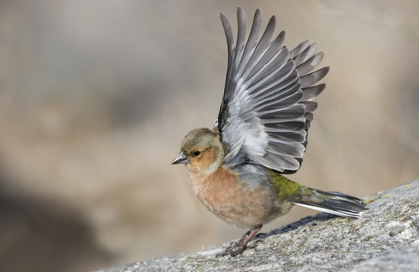 PEIPPOJEN MUUTTO ON HYVÄSSÄ VAUHDISSA