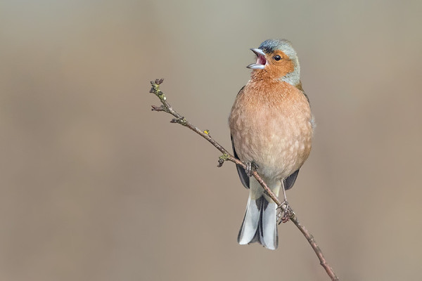 PEIPPO AINAKIN ON JO KEVÄÄN KIIHKOSSA
