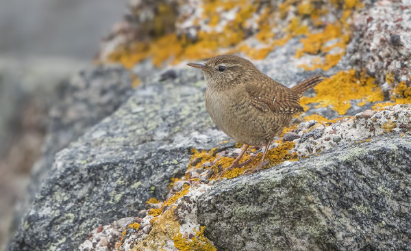 PEUKALOISIA RIITTÄÄ VIELÄ MUUTAMA PER PÄIVÄ, TÄMÄ KELTAJÄKÄLÄN KESKELLÄ