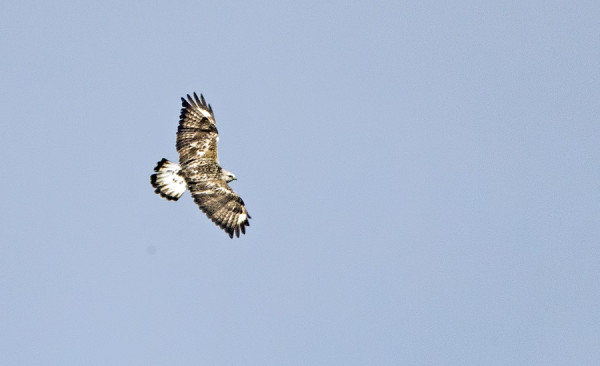 PETOLINNUT OVAT OLLEET KOVIN HARVASSA TÄNÄ KEVÄÄNÄ - TÄSSÄ TÄMÄN PÄIVÄINEN PIEKANA