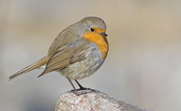 PUNARINTOJA RIITTÄÄ EDELLEEN