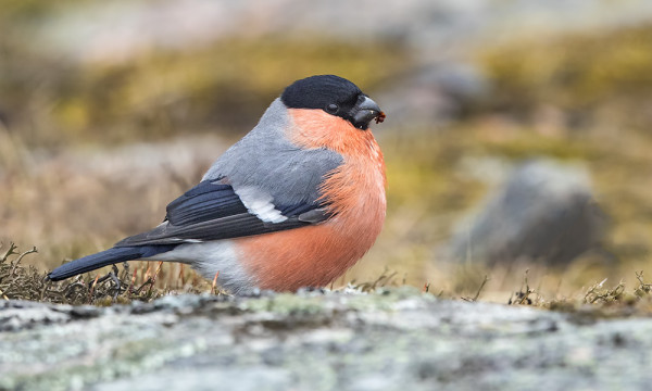 PUNATULKKUJEN KEVÄTMUUTTO JATKUU VIELÄ